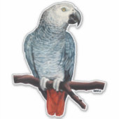 Parkiet Stickers Afrikaanse Grijze Parkiet Sticker (Voorkant)
