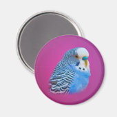 parkietenmagneet magneet (Voorkant / Achterkant)