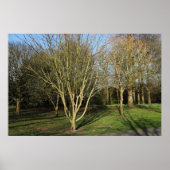 Parklandschap in de vroege lente poster (Voorkant)