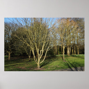 Parklandschap in de vroege lente poster