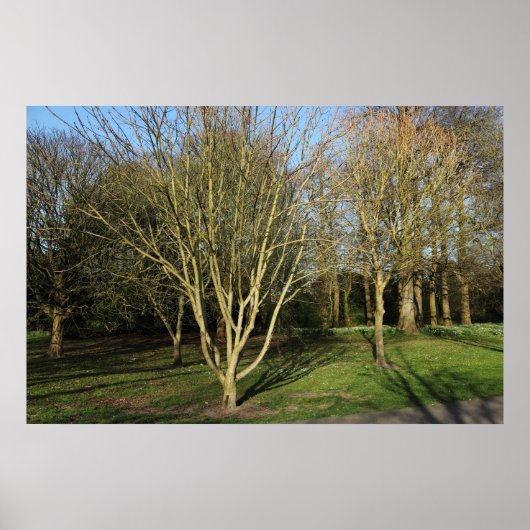 Parklandschap in de vroege lente poster (Voorkant)