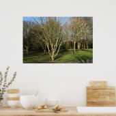 Parklandschap in de vroege lente poster (Keuken)