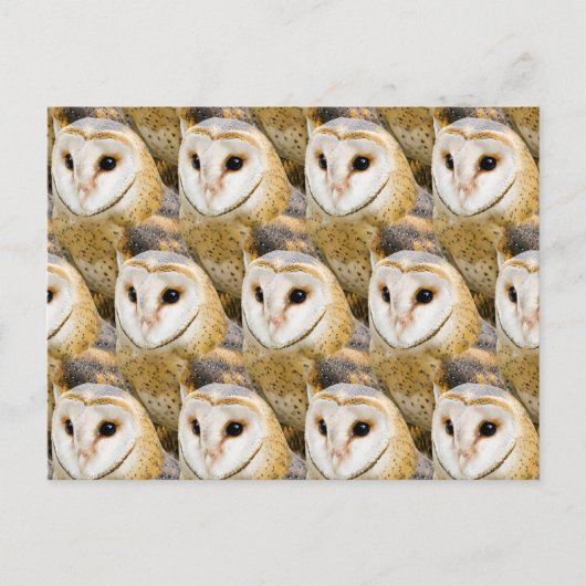 parlement van Barn Owls Briefkaart (Voorkant)