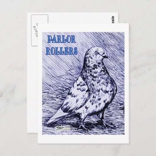Parlor Roller Pigeon Briefkaart (Voorkant / Achterkant)