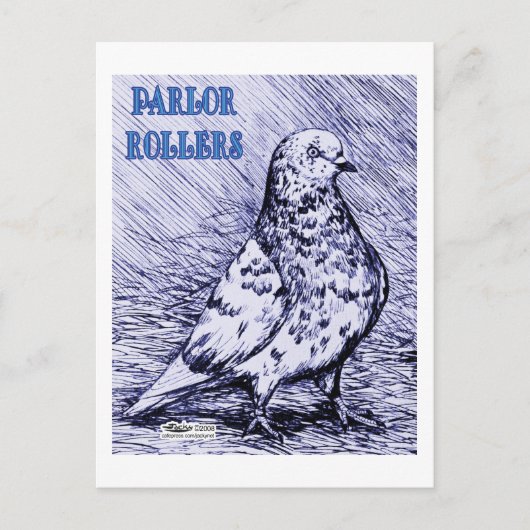 Parlor Roller Pigeon Briefkaart (Voorkant)