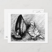 Parlor Roller Pigeons Briefkaart (Voorkant / Achterkant)