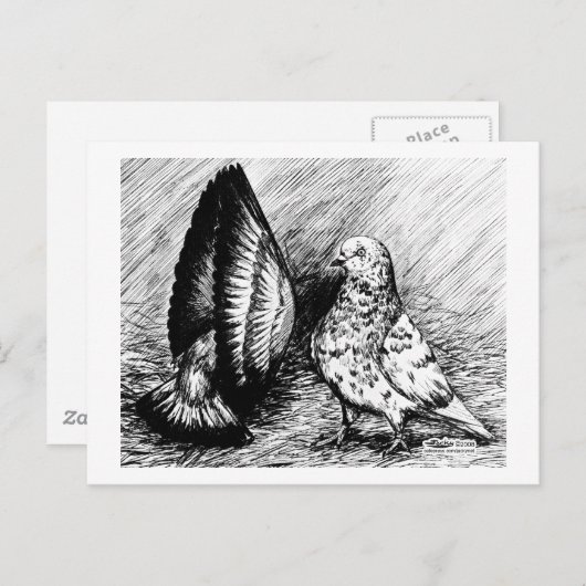Parlor Roller Pigeons Briefkaart (Voorkant / Achterkant)