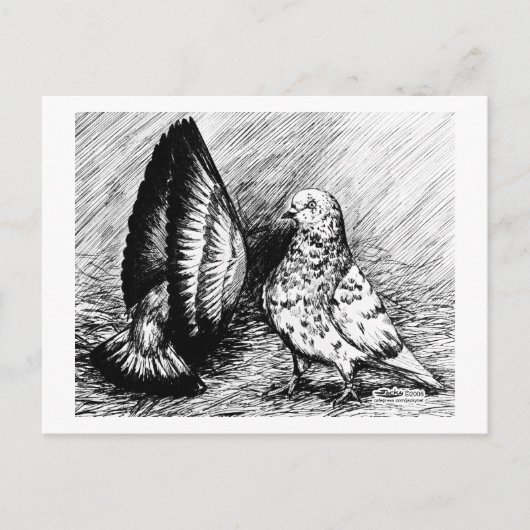 Parlor Roller Pigeons Briefkaart (Voorkant)