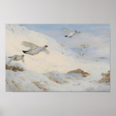 Parmigan in winterverenkleed, vliegend over de sne poster (Voorkant)