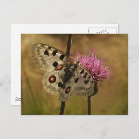Parnassius apollo briefkaart (Voorkant / Achterkant)