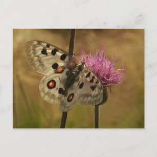 Parnassius apollo briefkaart