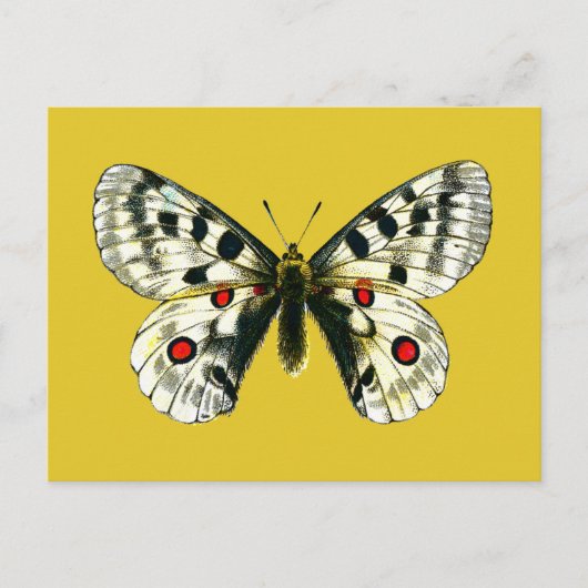 Parnassius apollo-vlinder briefkaart (Voorkant)