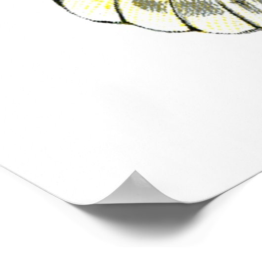 Parnassius apollo-vlinder poster (Hoek)