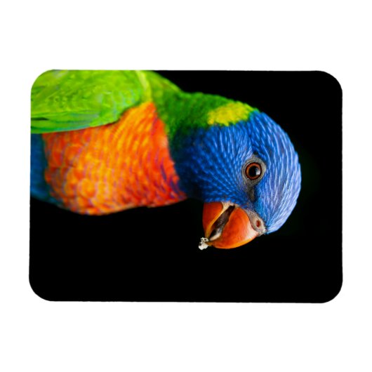 Parot Magneet (Horizontaal)