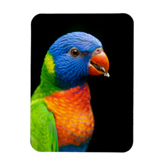 Parot Magneet