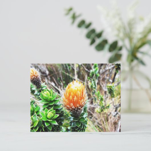 Parque Las Cajas, Ecuador Briefkaart (Staand voorkant)