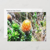Parque Las Cajas, Ecuador Briefkaart (Voorkant / Achterkant)