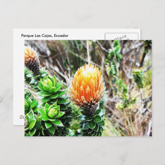 Parque Las Cajas, Ecuador Briefkaart (Voorkant / Achterkant)