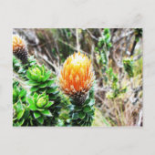 Parque Las Cajas, Ecuador Briefkaart (Voorkant)