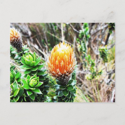 Parque Las Cajas, Ecuador Briefkaart (Voorkant)