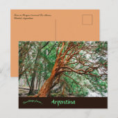 Parque Nacional Los Alerces Chubut Argentina Briefkaart (Voorkant / Achterkant)