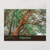 Parque Nacional Los Alerces Chubut Argentina Briefkaart (Voorkant)