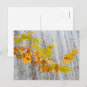 Parque Natural del Monasterio - Fall Leaves Briefkaart (Voorkant / Achterkant)