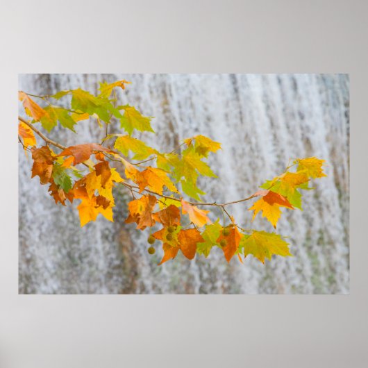 Parque Natural del Monasterio - Fall Leaves Poster (Voorkant)