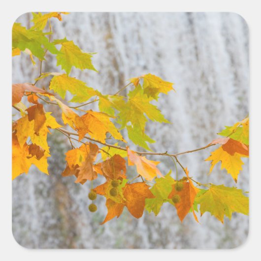Parque Natural del Monasterio - Fall Leaves Vierkante Sticker (Voorkant)