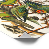 Parro Illustration Bird Lover Gift Poster (Hoek)