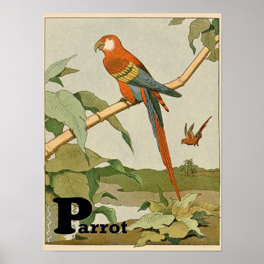 Parrot Alphabet Animal in de Oerwoud Poster (Voorkant)