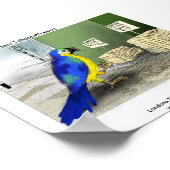 Parrot Badkamer Accessoires Poster (Hoek)