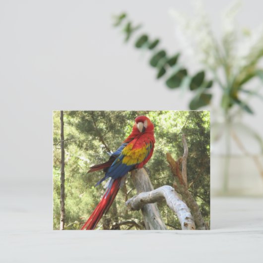 Parrot Bird Red Macaw  Briefkaart (Staand voorkant)