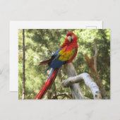 Parrot Bird Red Macaw  Briefkaart (Voorkant / Achterkant)