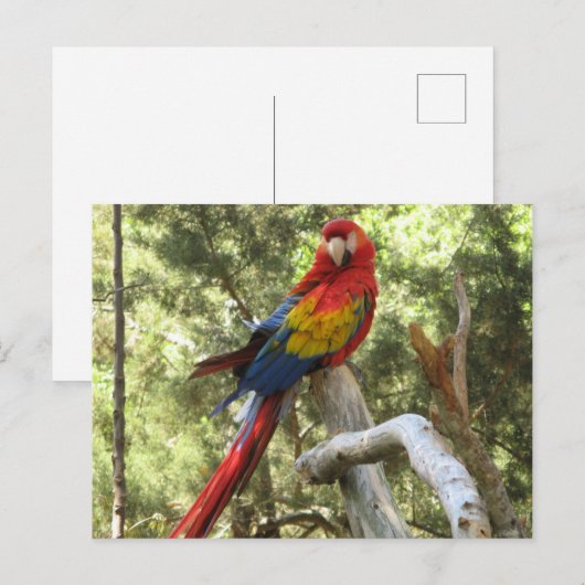 Parrot Bird Red Macaw  Briefkaart (Voorkant / Achterkant)