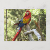 Parrot Bird Red Macaw  Briefkaart (Voorkant)