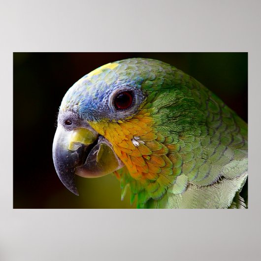Parrot Bird Tropical Artwork Photo Poster (Voorkant)