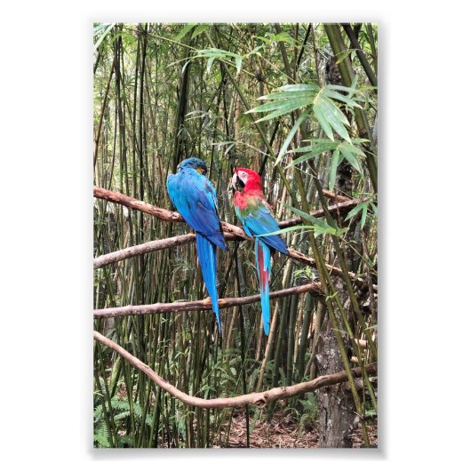 Parrot Bird Tropische foto Afdruk (Voorkant)