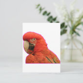 Parrot Briefkaart (Staand voorkant)