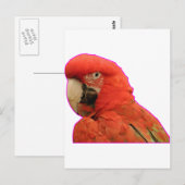 Parrot Briefkaart (Voorkant / Achterkant)