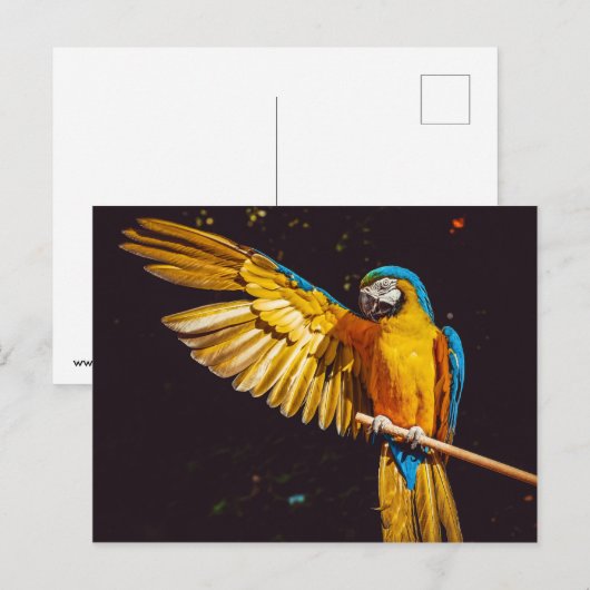 Parrot Briefkaart (Voorkant / Achterkant)