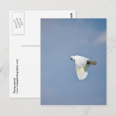 Parrot Briefkaart (Voorkant / Achterkant)