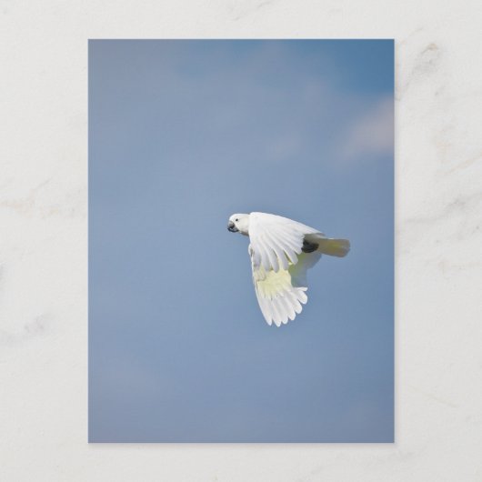 Parrot Briefkaart (Voorkant)