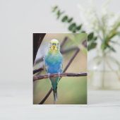 Parrot Briefkaart (Staand voorkant)
