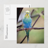 Parrot Briefkaart (Voorkant / Achterkant)