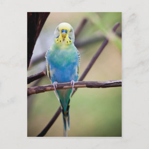 Parrot Briefkaart