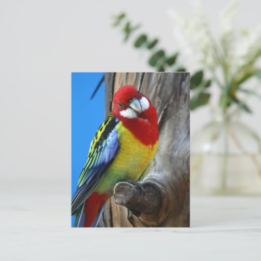 Parrot Briefkaart (Staand voorkant)