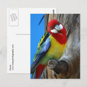 Parrot Briefkaart (Voorkant / Achterkant)