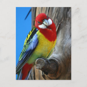 Parrot Briefkaart