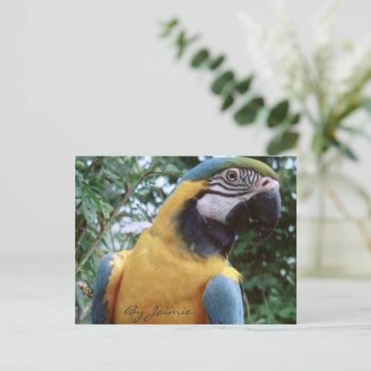 Parrot Briefkaart (Staand voorkant)